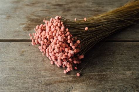 Paepalanthus amoenus im Bund Größe ca 50cm viele Farben zur Auswahl