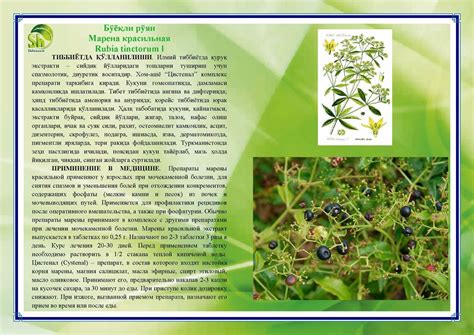 Марена красильная (100 фото) - фото - картинки и рисунки: скачать бесплатно