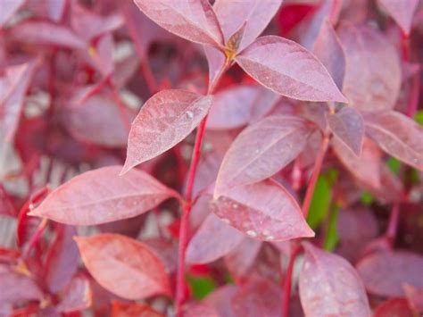 Alternanthera Plant Care - Growing Chartreuse Alternanthera Foliage Plants