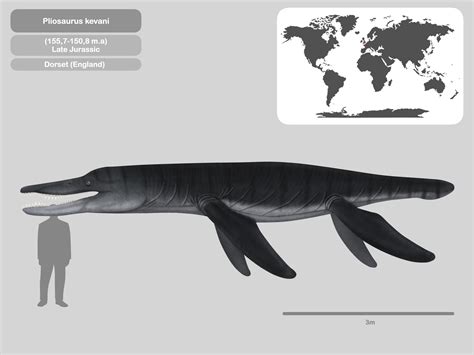 Perfil Pliosaurus Kevani By Paleohistoric On Deviantart