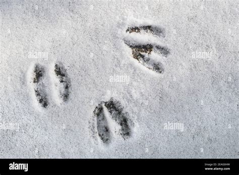 Close Up Of Footprints Hoof Prints From Roe Deer Capreolus Capreolus