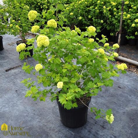 Viburnum Opulus Sterile European Snowball Bush From Home Nursery