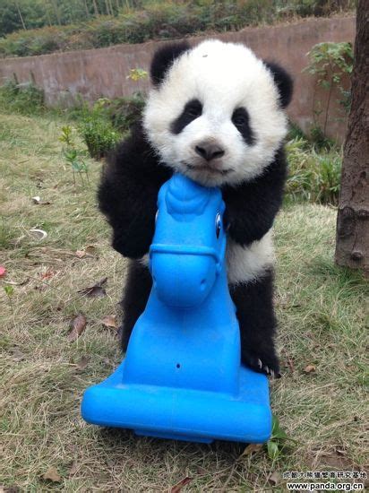 Baby Panda Playing Baby Panda Bears Giant Panda Panda