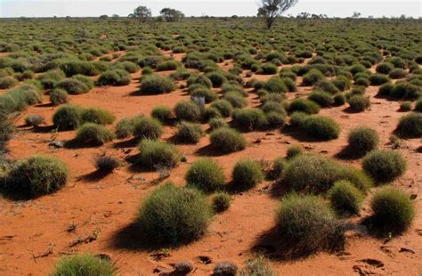 Spinifex - The Seeker, Magi Nams