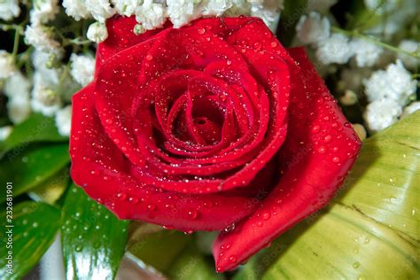 Beautiful red rose flower for valentines day . Red rose with water droplets . Drops of water on ...