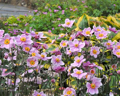 Anemone × Hybrida Königin Charlotte Bare Roots — Buy Lilac Pink