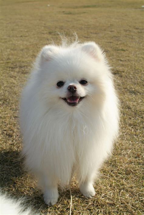 Pin On Pomeranian