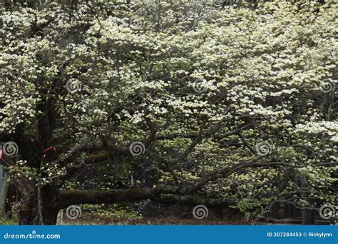 Dogwood Tree In Quitman Texas Stock Image Image Of White Tree 207284453