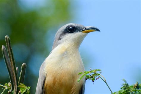 Mangrove Cuckoo | Audubon Field Guide