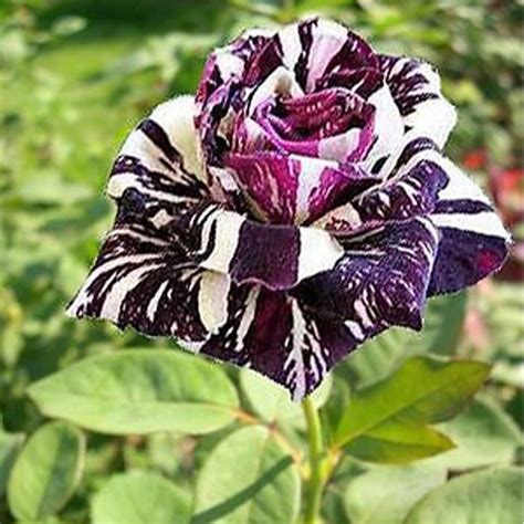 Amazon Qauzuy Garden Rare Black Dragon Rose Seeds Rare Color