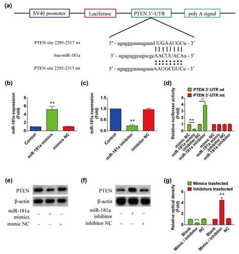 Pten Was A Direct Target Of Mir A A Sequence Of Pten Utr