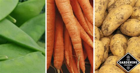 Crop Rotation - Gardening Channel