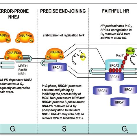 Structure And Function Of RPA The Three Subunits Of RPA Contain DNA