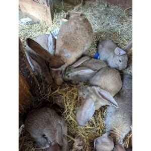 Rabbit Rescue And Rehab Trending Breeds