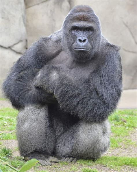 Harambe's Death Was Just - Paperblog