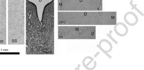 C Fos Immunolabeling Of Representative Sections Of Motor And Download Scientific Diagram