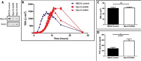 Myo Knockdown Delays Tight Junction Formation Measured By Ter A