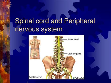 Ppt Spinal Cord Reflexes Peripheral Nervous System Powerpoint Images And Photos Finder