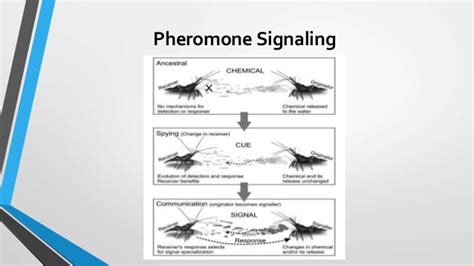 Pheromones!