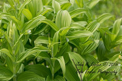 Green False Hellebore From Fishhook AK USA On June 27 2016 At 02 56