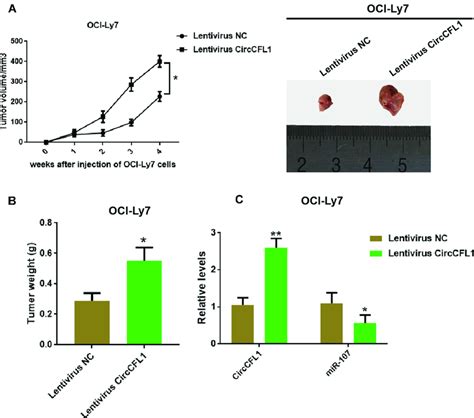 Overexpression Of Circcfl1 Promoted The Tumor Growth Of Dlbcl A Download Scientific Diagram