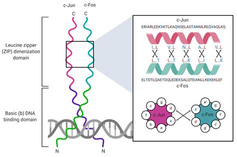 Viruses Free Full Text The Bzip Proteins Of Oncogenic Viruses