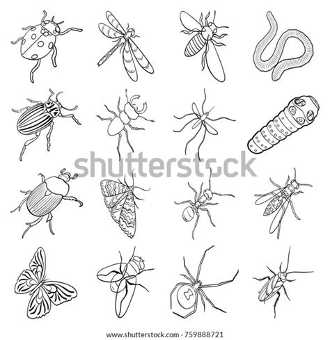 Beetle Wasp Bee Ant Fly Spider Stock Illustration 759888721 Shutterstock