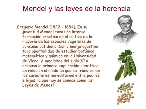 Genetica Mendel Y Sus Leyes