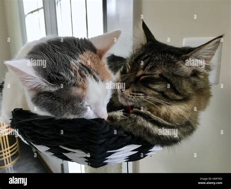 Two Cute Cats Cuddling While They Sleep On Top Of A Cat House Stock