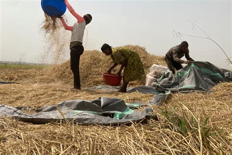 Hunger Crisis Looms In Nigerias Food Basket Amid Conflict The