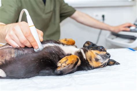 Bowel Obstruction In Dogs Signs Symptoms And Treatment