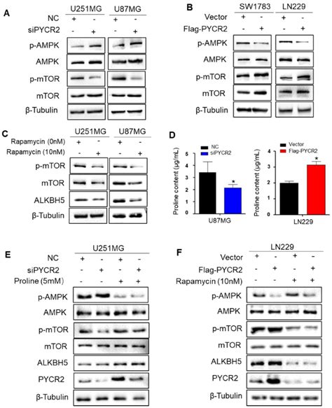 PYCR2 Upregulates ALKBH5 Expression Via Proline AMPK MTOR Signaling