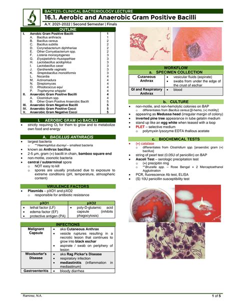 SOLUTION Bact Lec 16 1 Aerobic And Anaerobic Gram Positive Bacilli