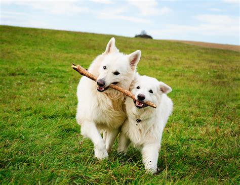 在草地上散步的可爱比格犬宠物狗图片下载 觅知网