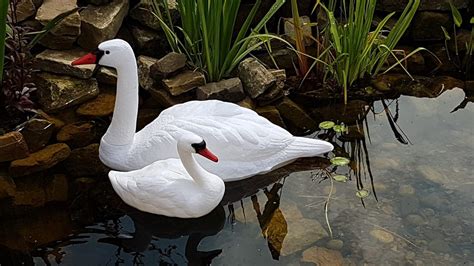 Pond H2os Plastic Floating Swan Decoy Set Of Two Swans Pond Yard