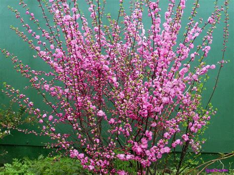 Японска Слива-(Prunus triloba) | Цветя, декоративни растения | Велико ...