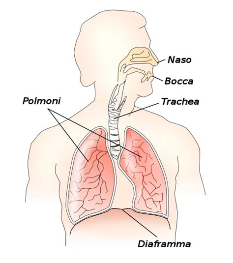 File Respiratory System It Svg Wikimedia Commons