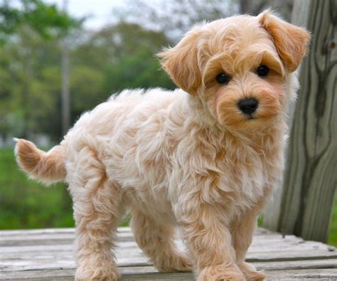 Apricot Maltipoo Puppies