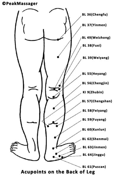 Leg Acupressure Points 50 Pressure Points In Leg Peakmassager