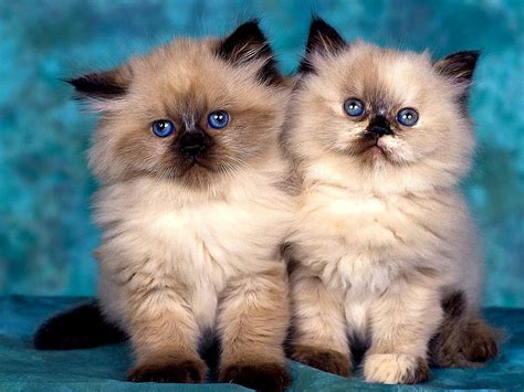 Himalayan Cat Hd Wallpaper Pxfuel