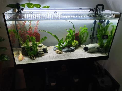 My 40 gallon Axolotl tank (2 axolotls in it) : r/Aquariums