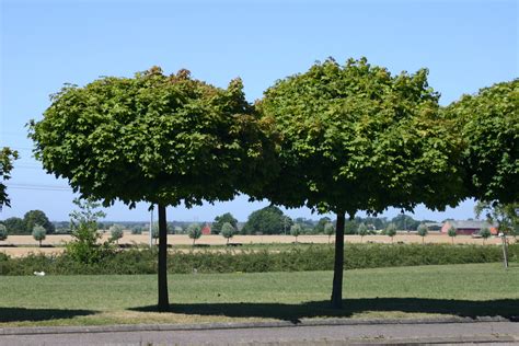 Acer Platanoides Globosum T Nnersj Plantskola