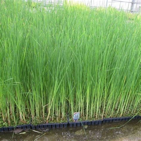 Lesser Bulrush | Typha angustifolia - Roots Plants