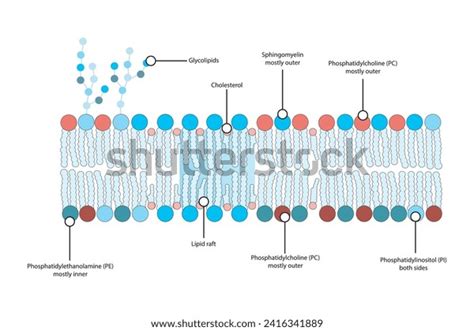 Diagrams Showing Schematic Structure Cytoplasmatic Membrane Stock