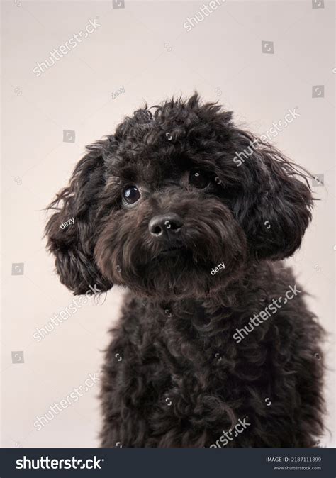 Black Maltese Poodle