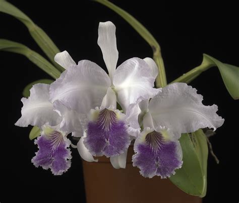 Cattleya Lueddemanniana Var Coerulea Mariauxi Smithsonian Institution