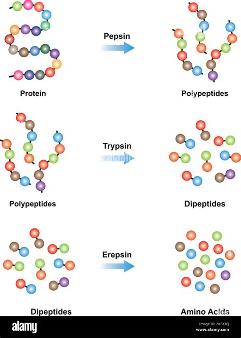 Conception Scientifique De La Digestion Des Prot Ines Les Enzymes De