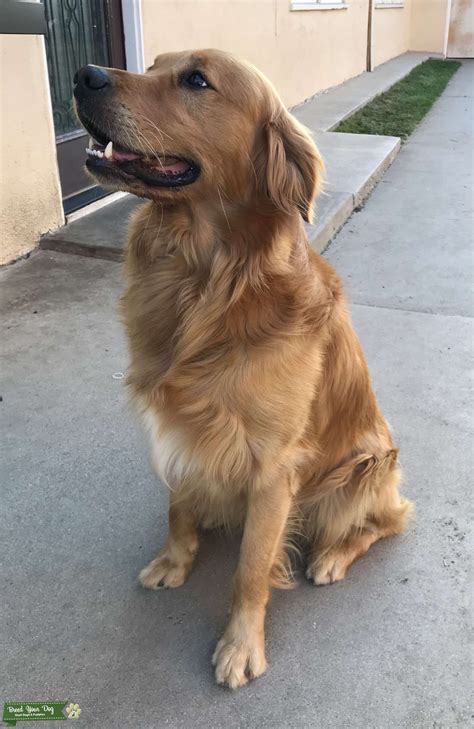 Golden Retriever Stud In Socal Stud Dog In Orange County The United