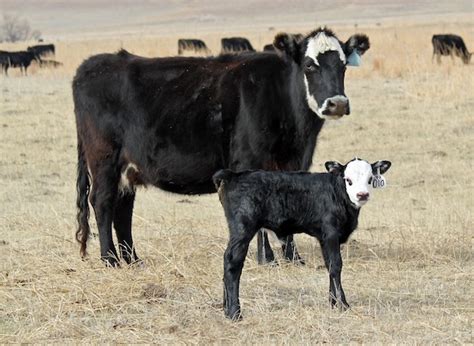 Preparing for Calving | UNL Beef