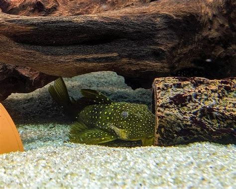 Green Phantom Pleco Care Guide Your Aquarium Place